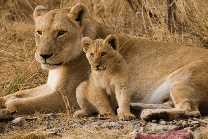Mother and Cub wikicommons